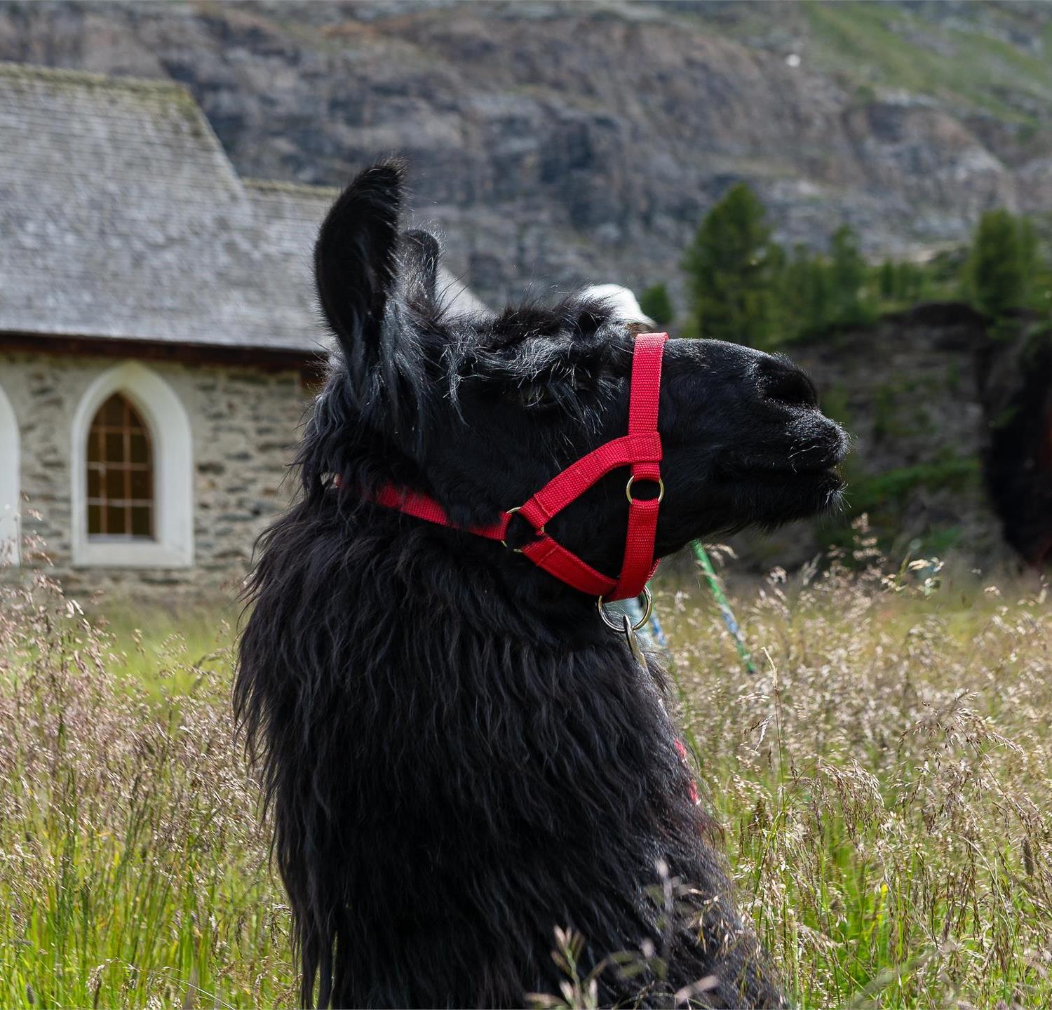 Foto für Lama meets Culture - Trekkingtour "Montani-Runde"